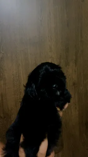 Shih tzu