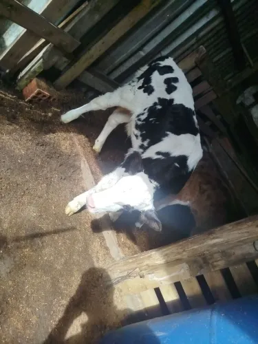 Vendo terneiro holandês