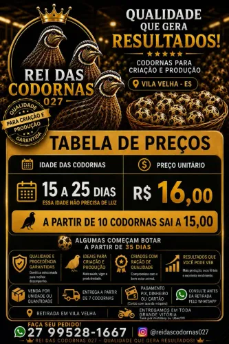 CODORNAS JOVENS À VENDA - REI DAS CODORNAS 027