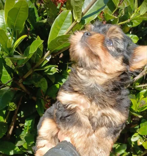 Seu Novo Melhor Amigo é um Yorkshire Terrier