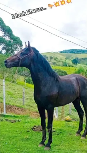 Vendo cavalo Potro Garanhão 4 anos