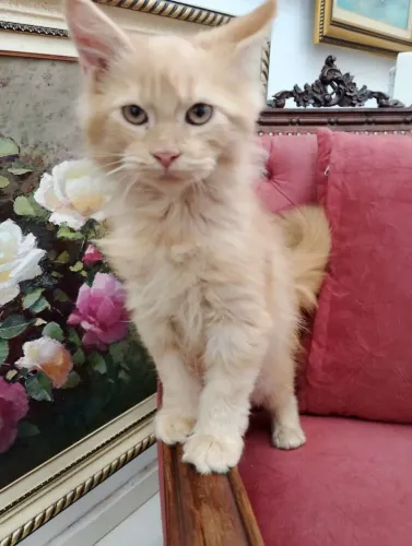 Maravilhosa Maine Coon fêmea 