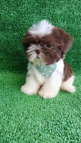 Shihtzu lindo 