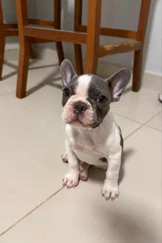 Buldogue francês