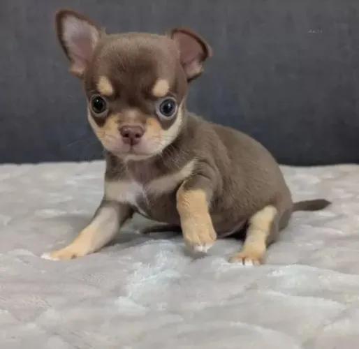 Filhotes Chihuahua saudáveis com garantia e procedência