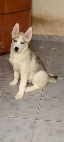 Vende-se husky siberiano