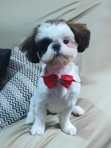 ? Shih Tzu fêmea - 11 meses