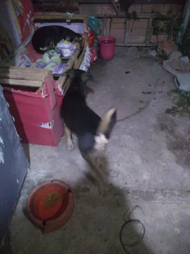 Doação de 1 casal de cachorro vira lata castrados