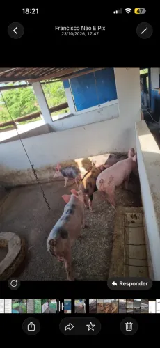 Animais 