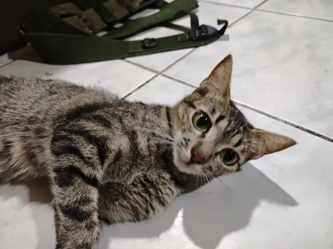 Gata para adoção