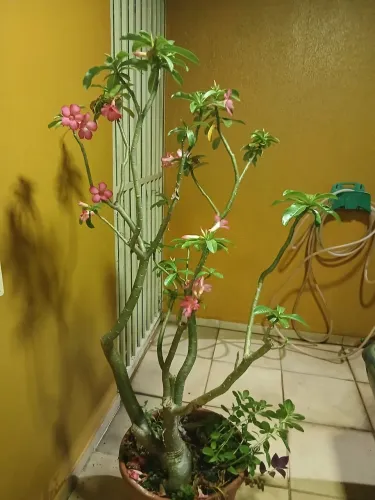 Rosa do deserto 
