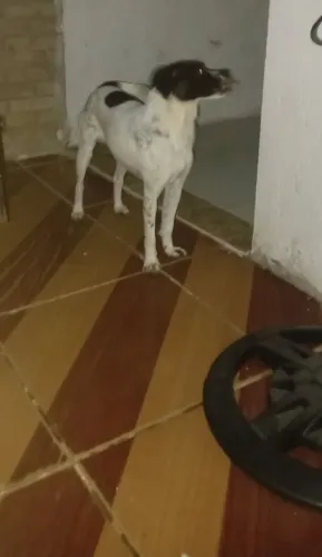 Doação  de cachorro 