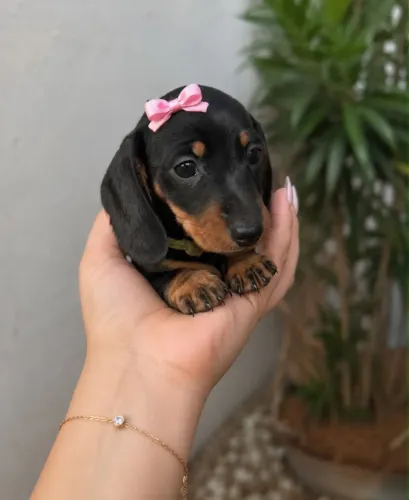 Filhote Basset Dachshund fêmea