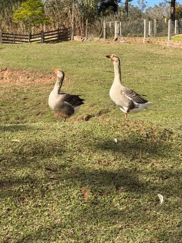 Casal gansos ? 
