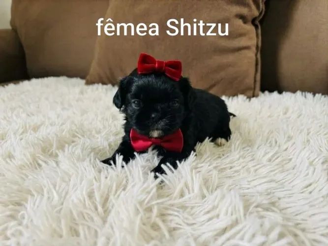 Fêmeas dê Shitzu disponíveis para venda