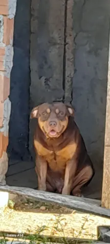 doação de um lindo pitmonster com 3 anos de idade