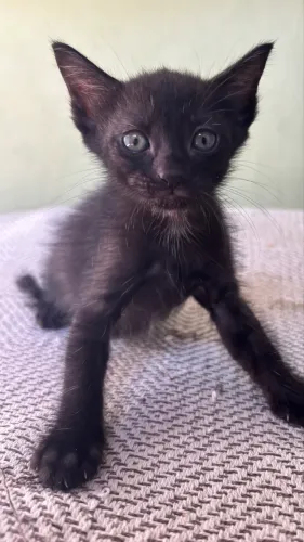 Doa-se gatinhos filhotes de cor preta