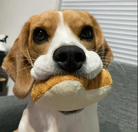 Filhote Beagle, Seu coração está pronto para esse novo amor peludo?