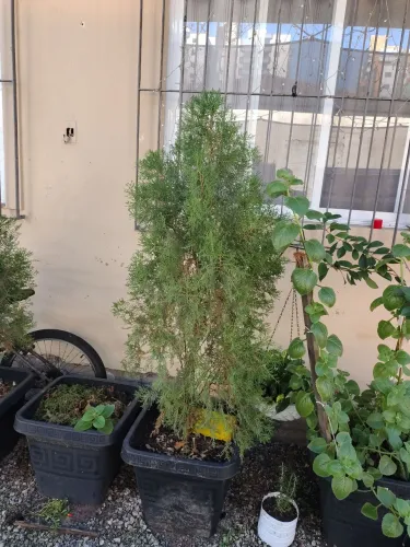 Vendo 2 plantas para seu Jardim 