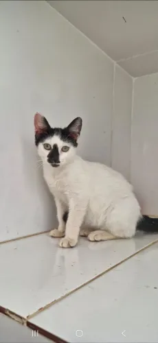 Doação de lindas gatinhas