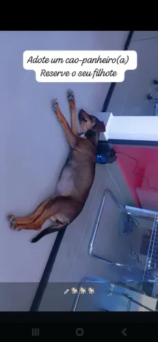 Doação de pet