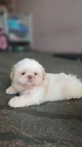 Shihtzu Macho Magnífico