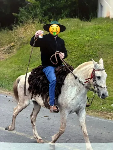 Égua marchadeira