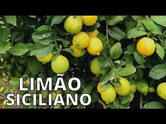 Mudas do limão ? siciliano adultas 2.5 mt