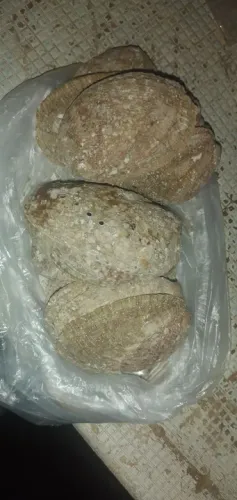Conchas de abalone para decoração