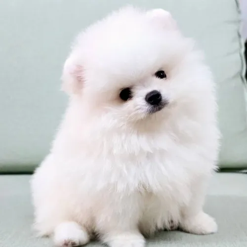 Lulu da pomerania legítimo , anão 