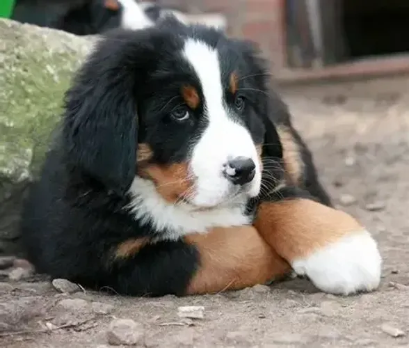 Abraçar um Bernese é como receber um cobertor de paz.
