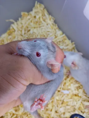 RATOS TWISTER VÁRIOS PADRÕES CORES DIFERENTES 