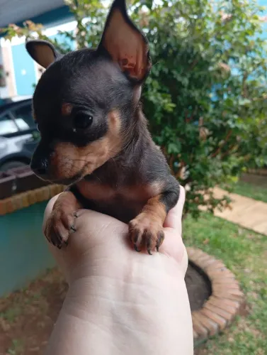 Fêmea pinscher 0