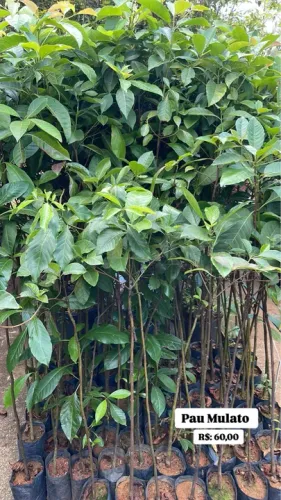 Mudas de Pau Mulato
