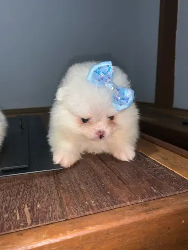Lulu da pomerania pura e legítima - branca micro 