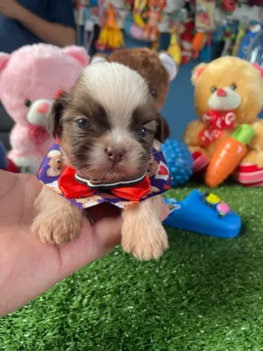 Filhote Shih Tzu fucinho chocolate 