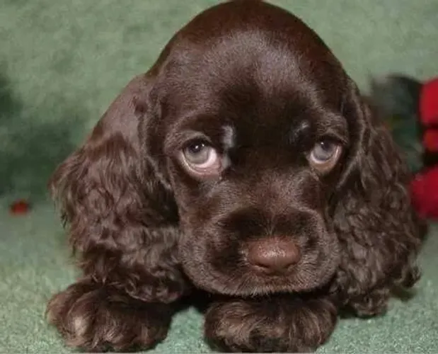 Cocker chocolate