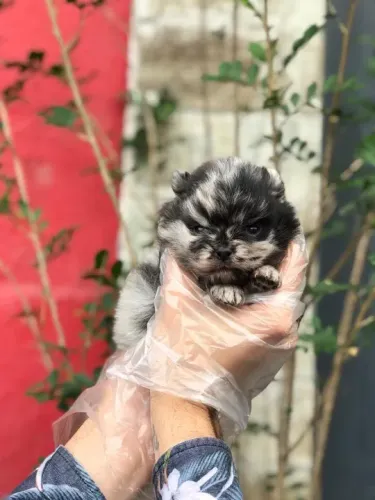 Spitz Alemão trabalhamos com mais de 20 raças.