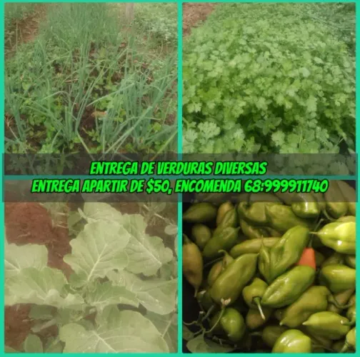 Entrega de Verduras Frescas e Diversas
