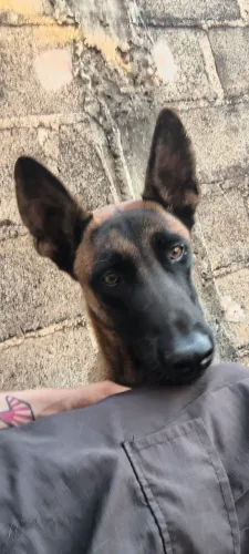 Filhote de Pastor Belga Malinois 