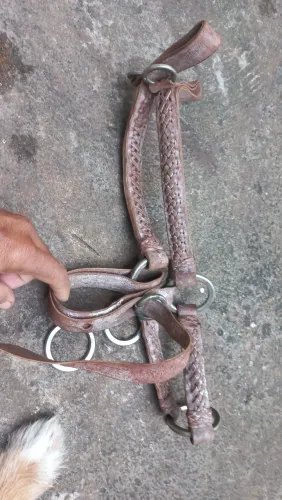 CABRESTO CAVALO 180$