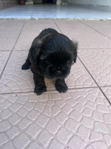 Shih tzu fêmea