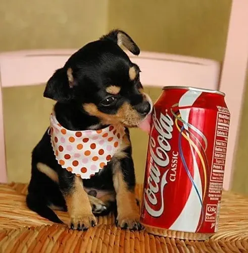 PINSCHER Sempre pronto para novas aventuras.