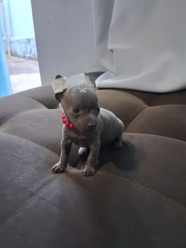 Filhote de pinscher exótica