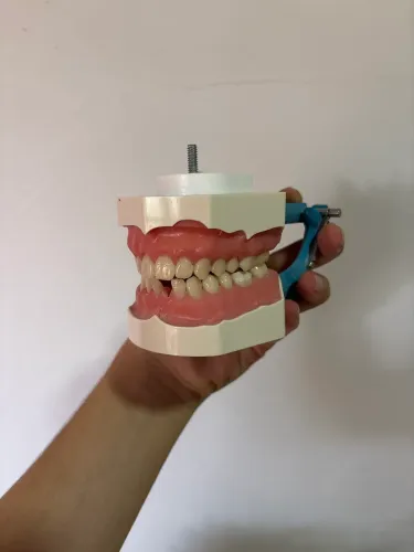 Manequim de dentistica com dentes de brinde