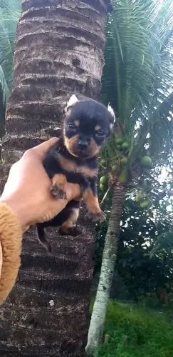 Pinscher zero o menor e mais lindos que vc já viu