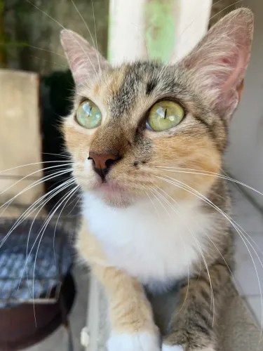 gatinha já castrada