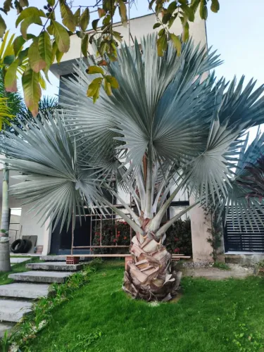 Vendo Palmeira BISMARK