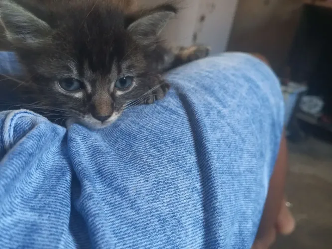 Doação gatos
