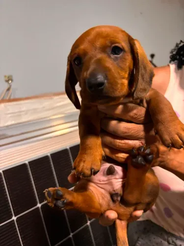 Filhote Dachshund